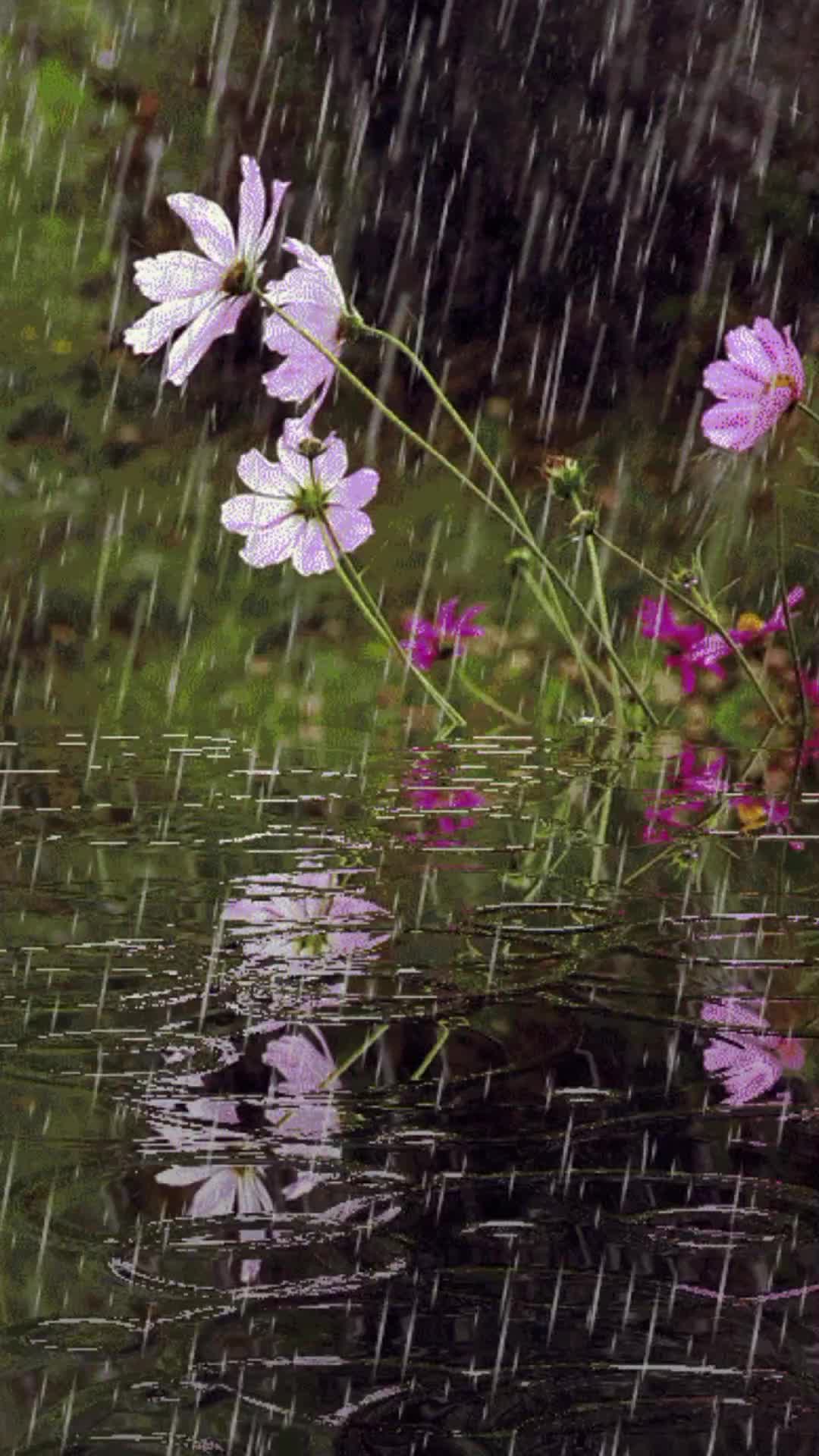 Дождь живая природа. Летний ливень. Лето дождь. Анимированный дождь. Живой дождь.