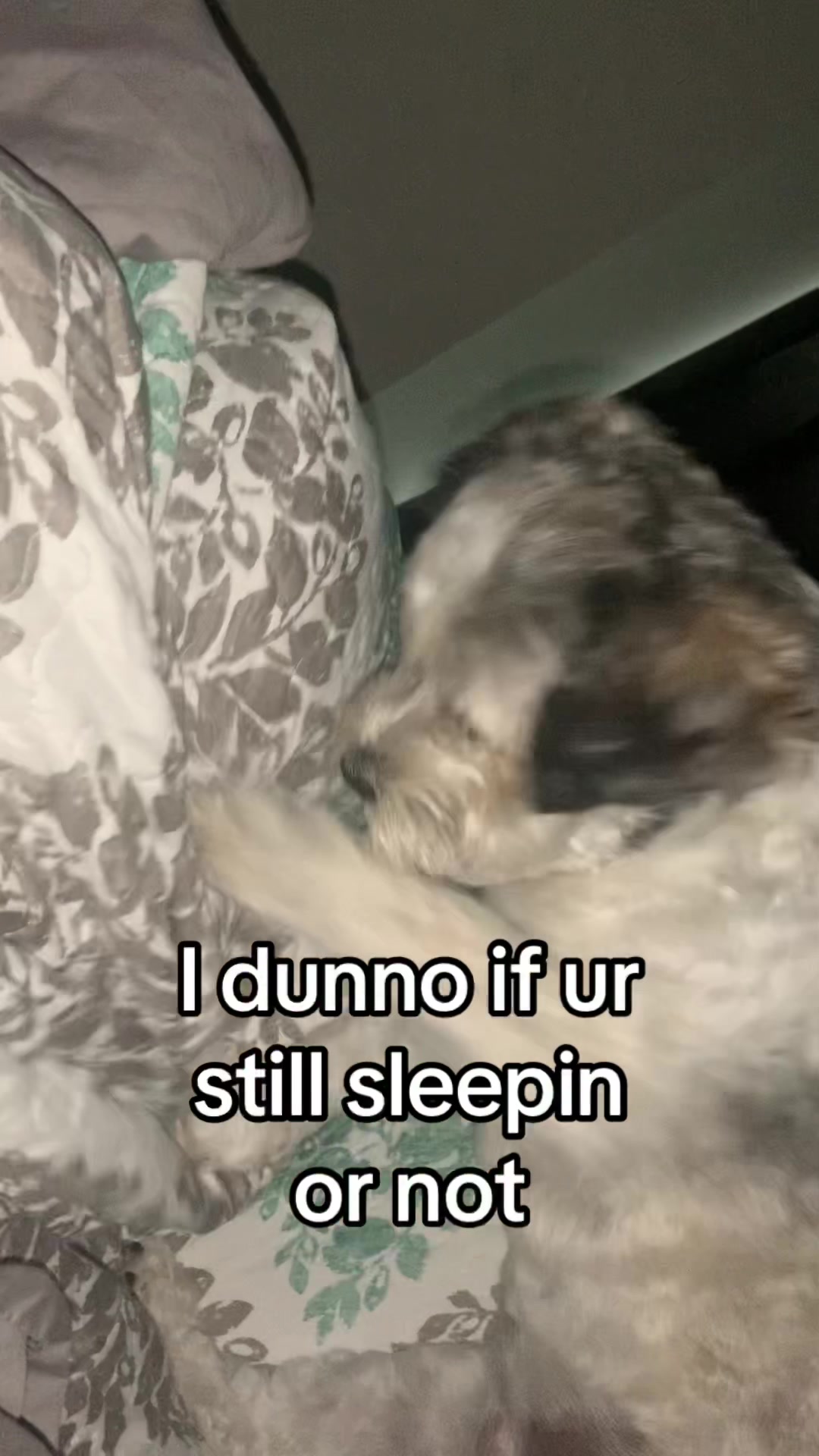 @Zoey The Shichon