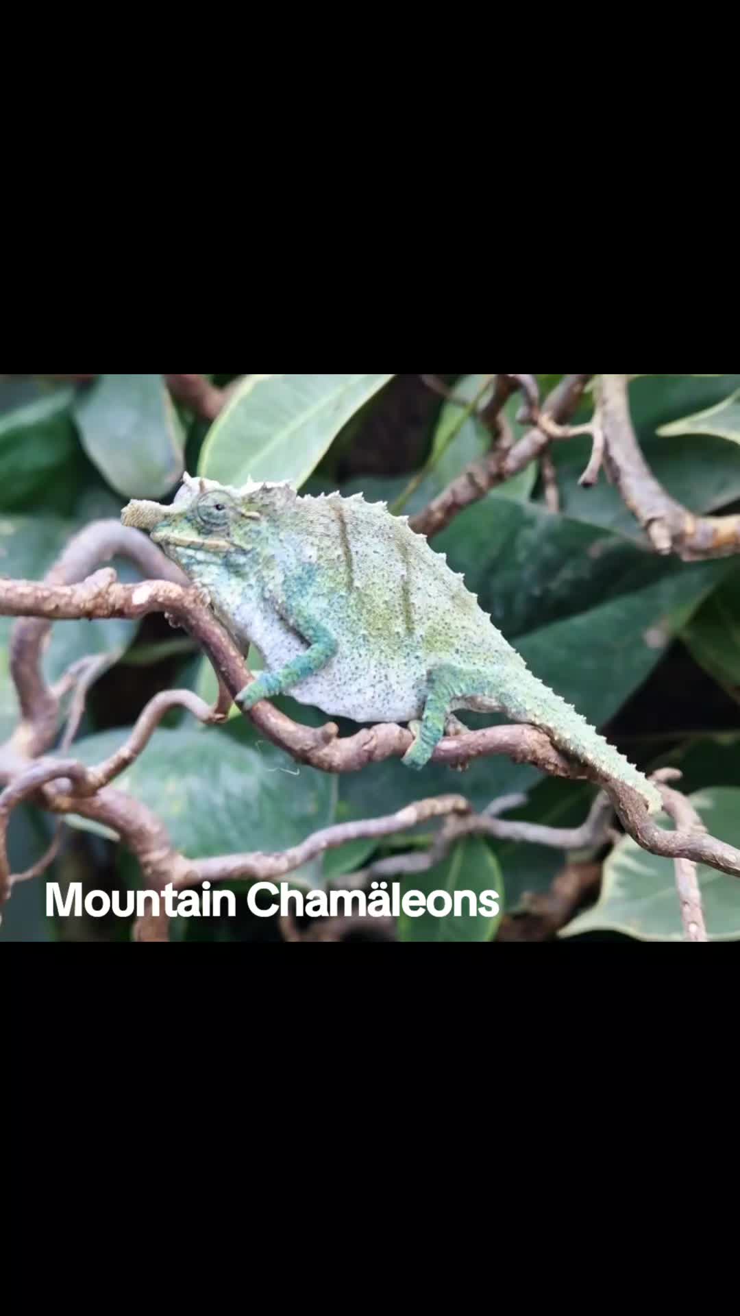 @Mountain Chamäleons