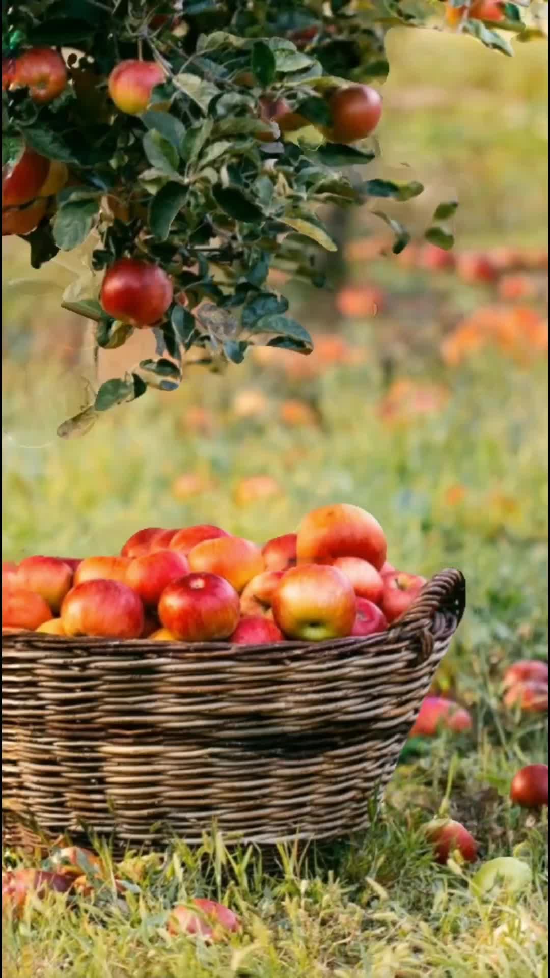 Осенний сад яблоки. Корзинка с яблоками. Яблоня в саду. Спелые яблоки. Осенние яблоки.