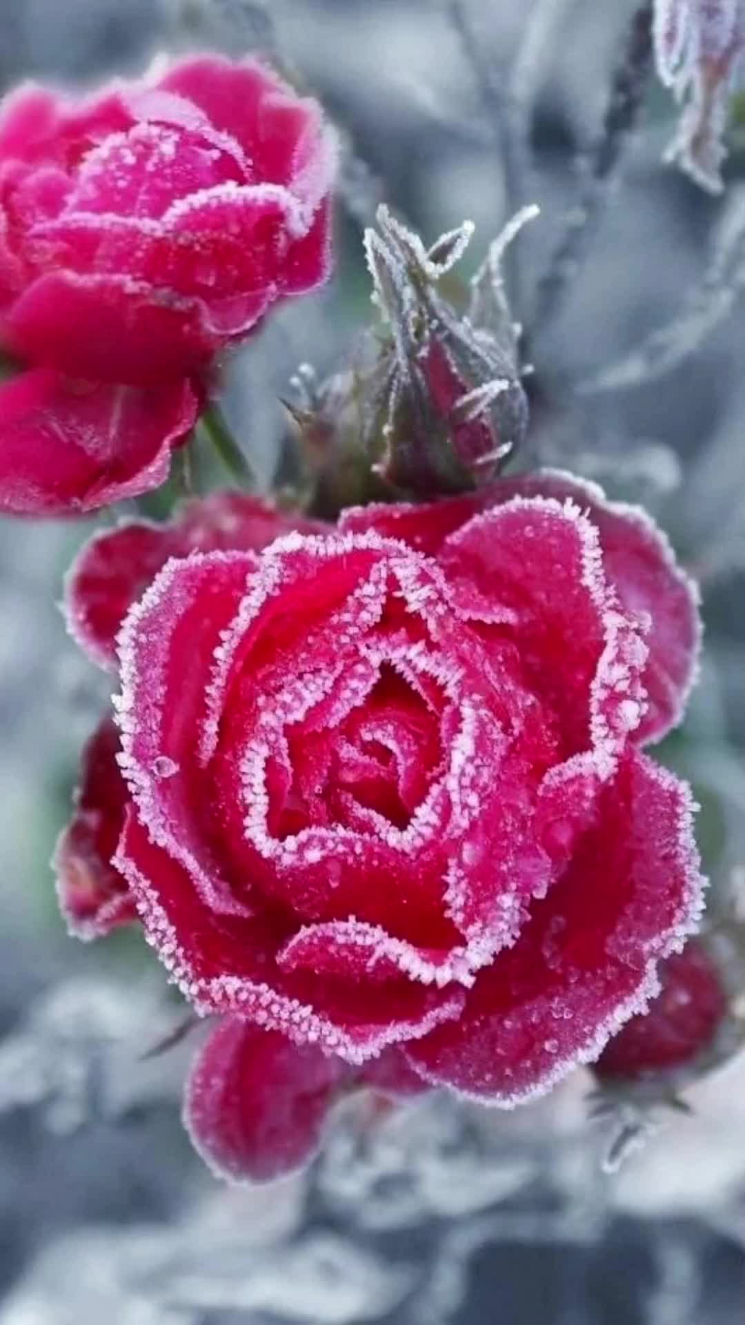 Цветок зима красивая. Зимние цветы. Цветы в инее. Цветы в снегу. Красивые зимние цветы.