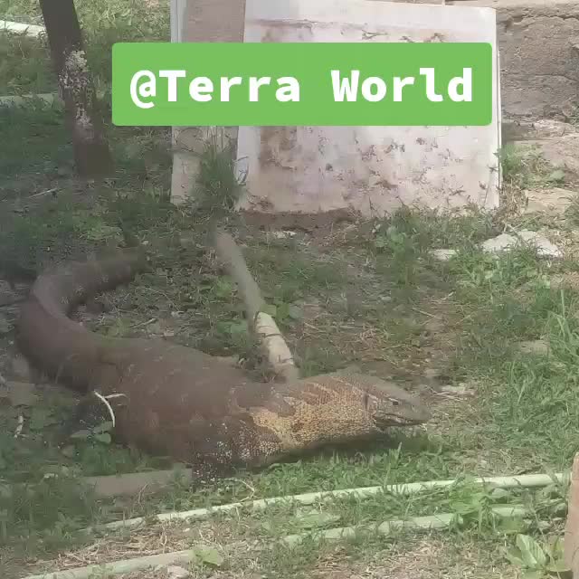 @Terra World 🐢🐉🦂🦎🐍🕷🐒🐵🦇